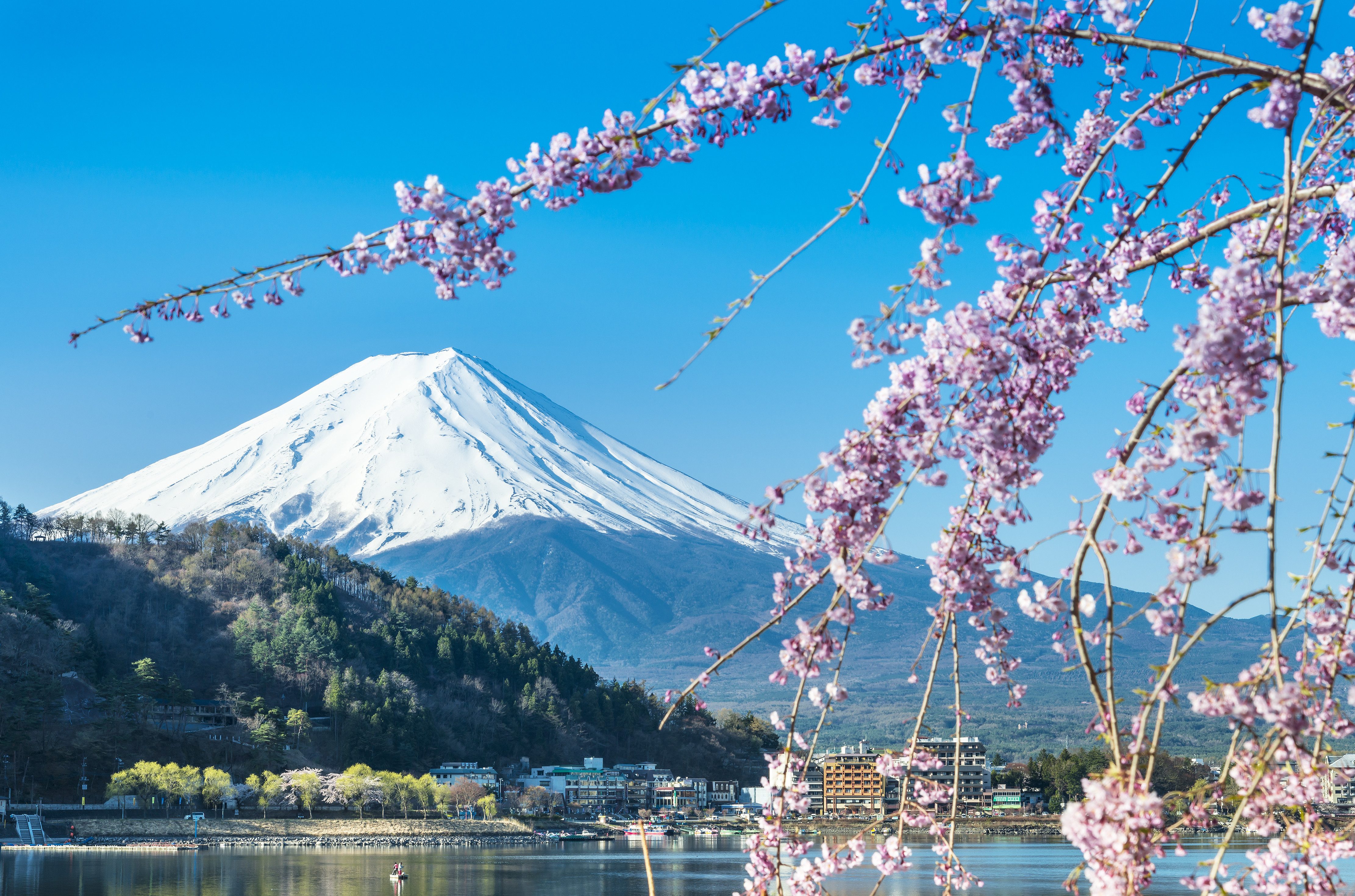 japan-mount-fuji-bloesem